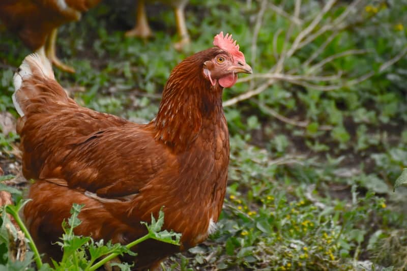 Rhode island Red  tavuğu