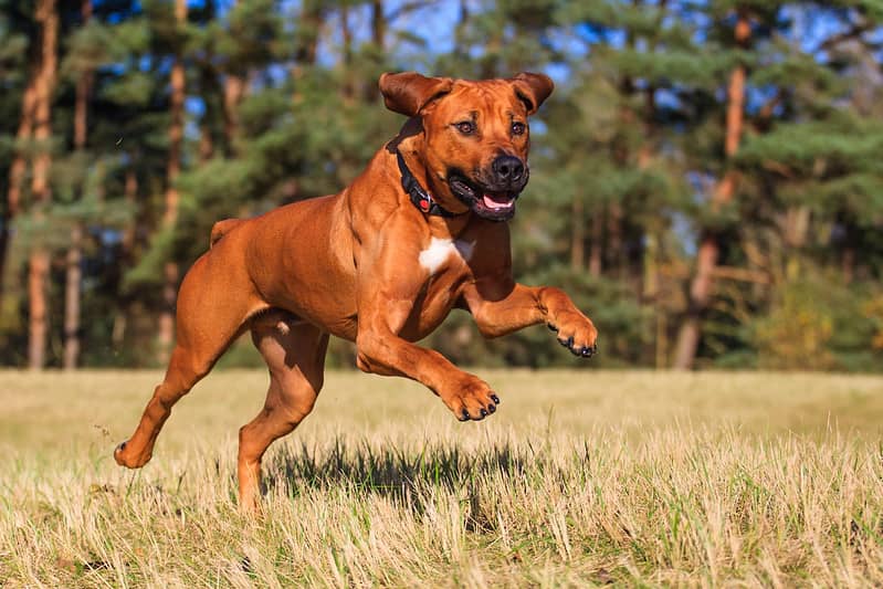 Rhodesian Ridgeback