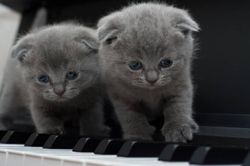 Scottish Fold Kedisi