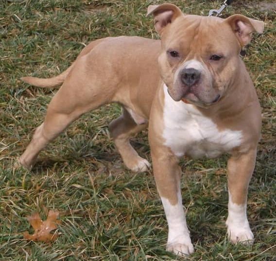 Staffordshire Bull Köpeği