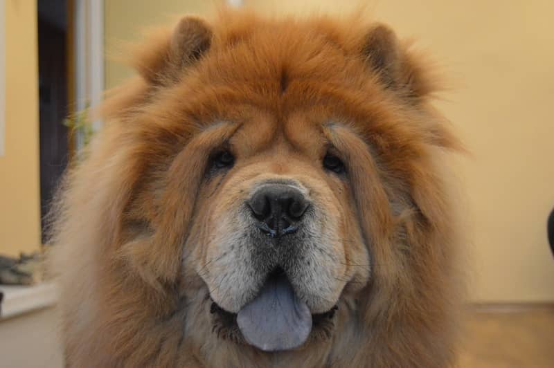 Tibet Mastiff köpeği