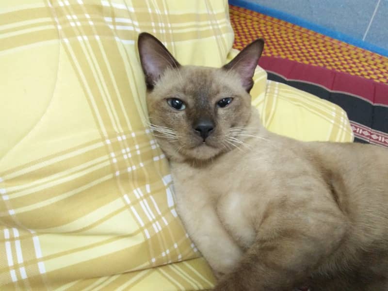 Tonkinese Kedisi