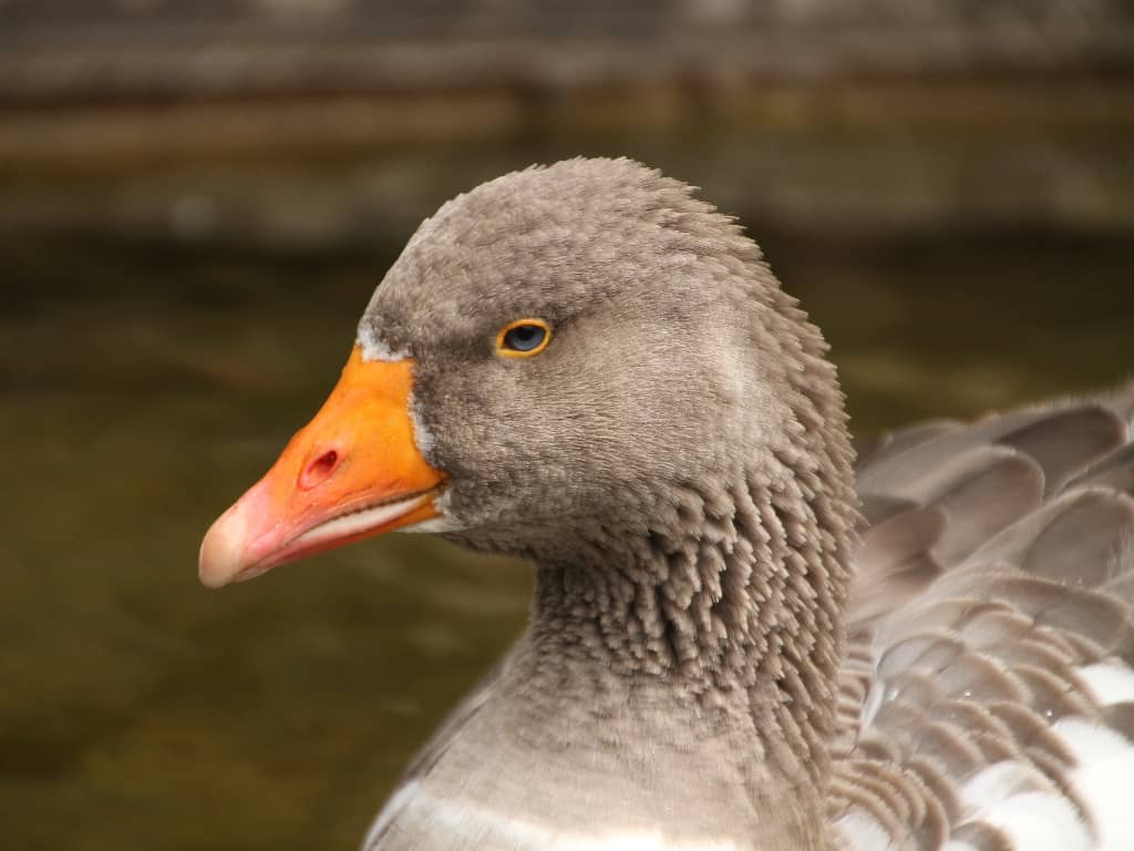 Toulouse kazı