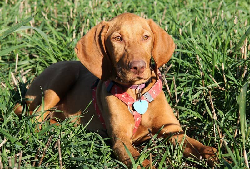 Vizsla