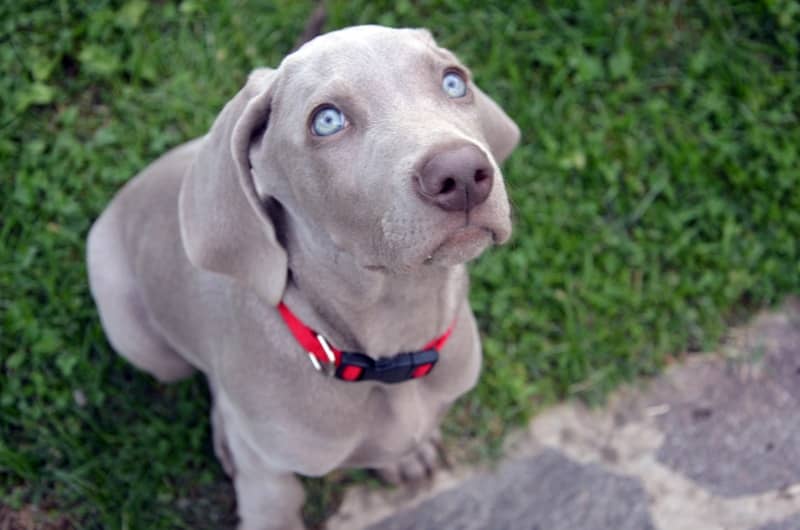 Weimaraner köpeği