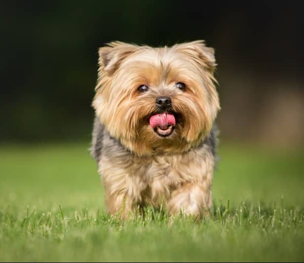 Yorkshire Terrier