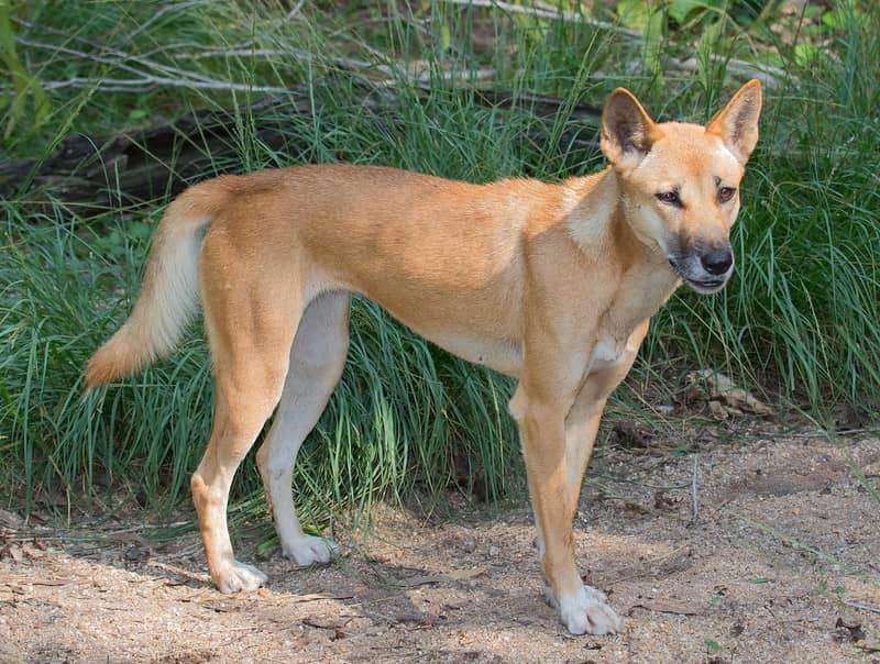 Dingo yaban köpeği