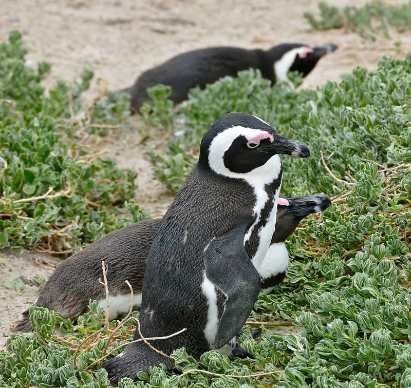 Penguen