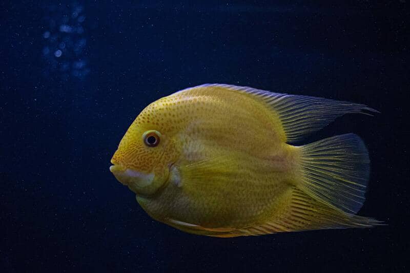 Sarı Kuyruk Balığı