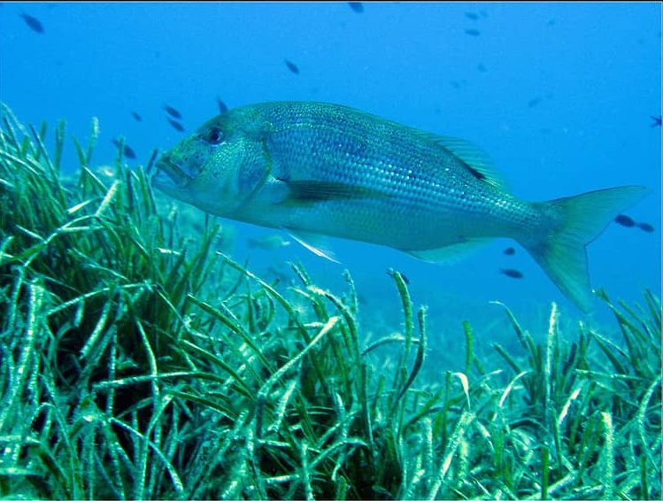 Sinagrit Balığı