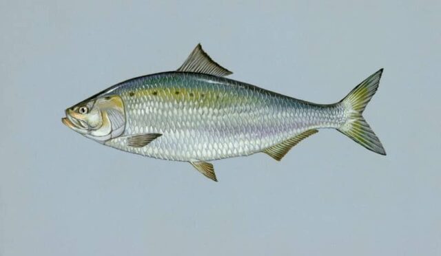 Tirsi Balığı